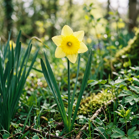 Yellow daffodil surrounded by green leaves in a sunlit garden